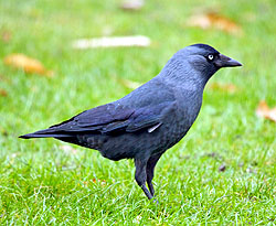 Rooks are highly gregarious birds and are generally seen in flocks
