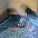 Wild Chough Nest Webcams